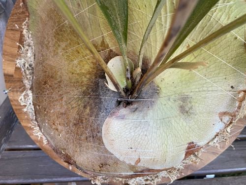 26E6B0FD-E041-4F03-B6DA-F9C0292183D0.jpeg 26E6B0FD-E041-4F03-B6DA-F9C0292183D0.jpeg