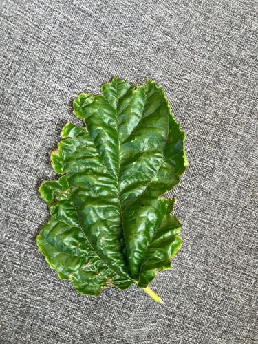 IMG_0478.jpeg IMG_0478.jpeg