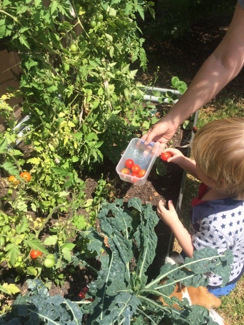 Tomatoes.jpg Tomatoes.jpg