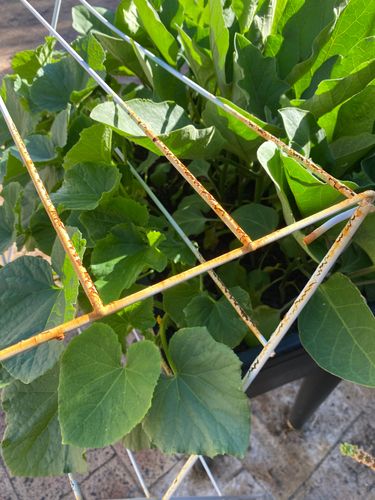 CCD65FB0-5315-48A7-88D2-83F725253365.jpeg CCD65FB0-5315-48A7-88D2-83F725253365.jpeg