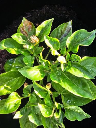 1000037387.jpg 1000037387.jpg