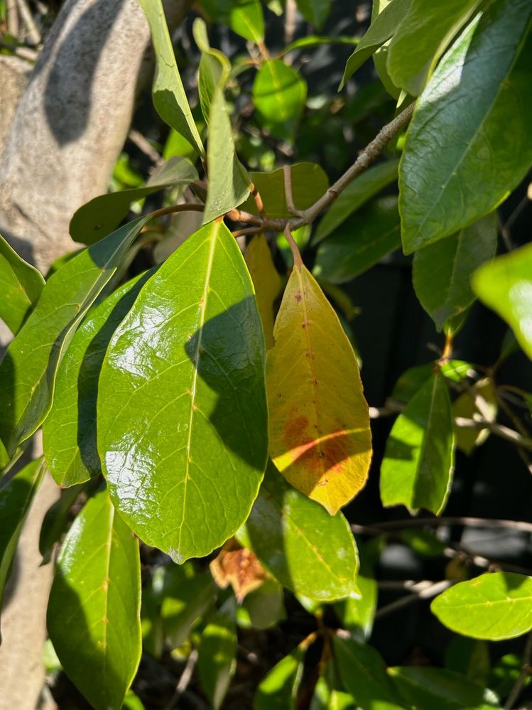 Plant1.jpg Plant1.jpg