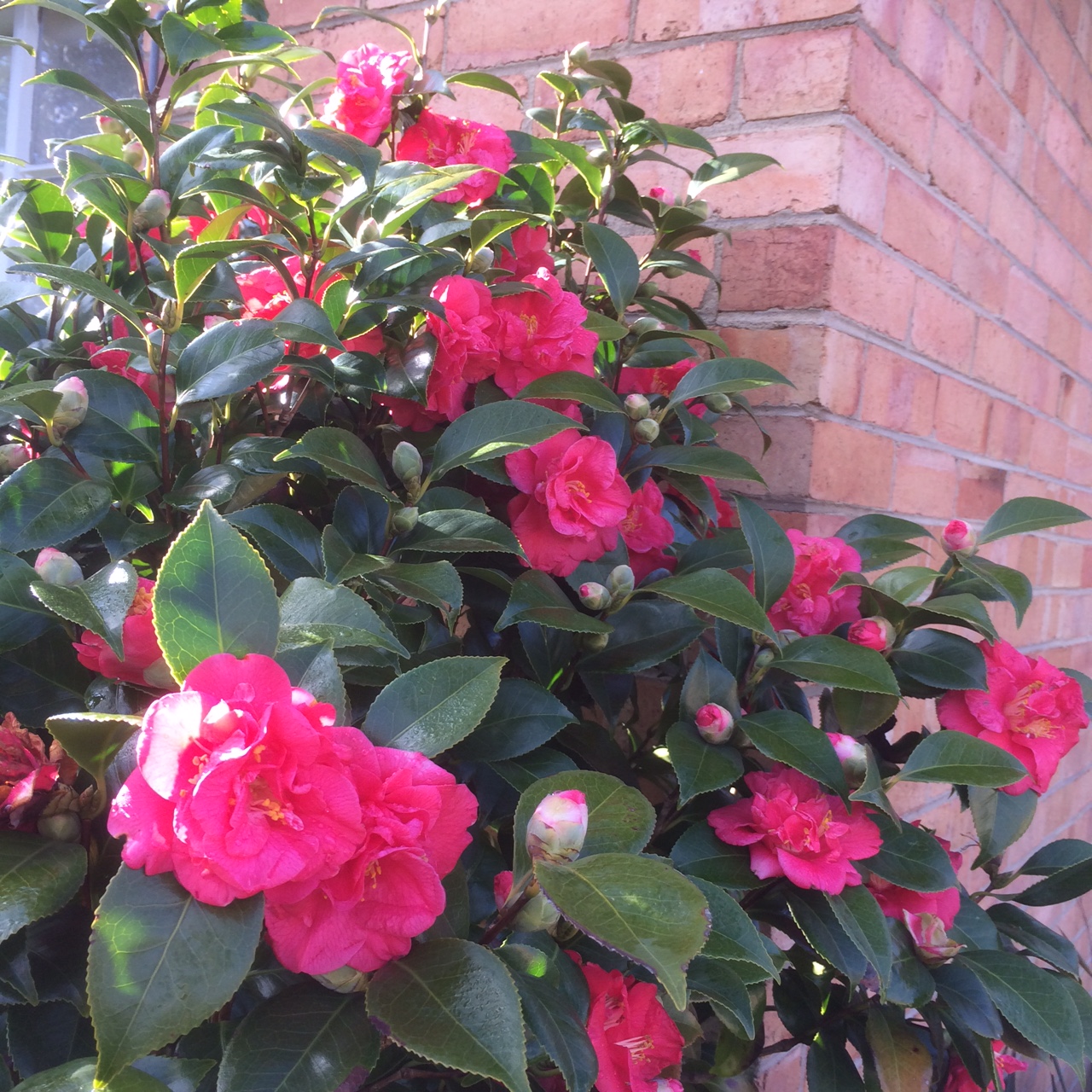 Camelia.JPG Camelia.JPG