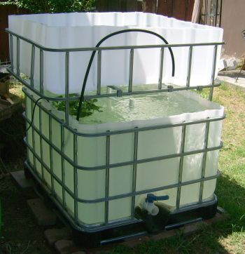 31-IBC-Fish-Tank.jpg 31-IBC-Fish-Tank.jpg