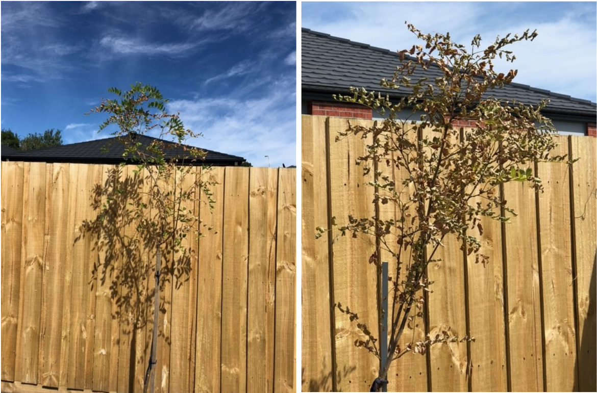 Moptop.png Moptop.png