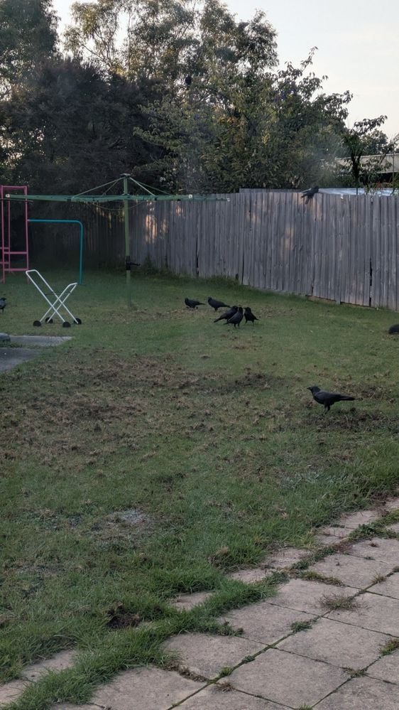 PXL_20250327_214227412.jpg PXL_20250327_214227412.jpg