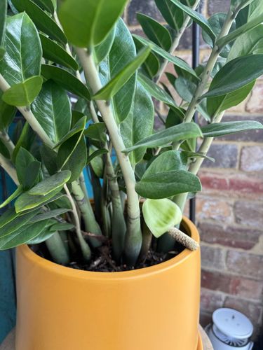 IMG_4049.jpeg IMG_4049.jpeg