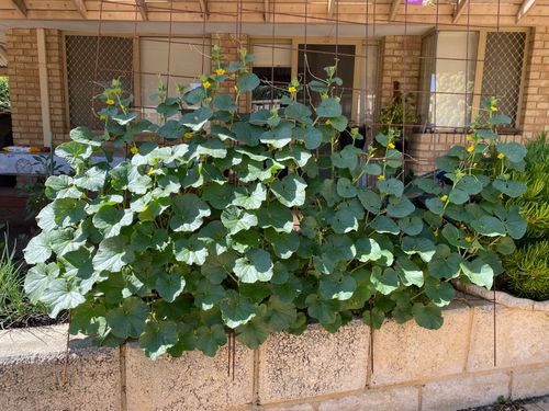 IMG_9821.jpeg IMG_9821.jpeg