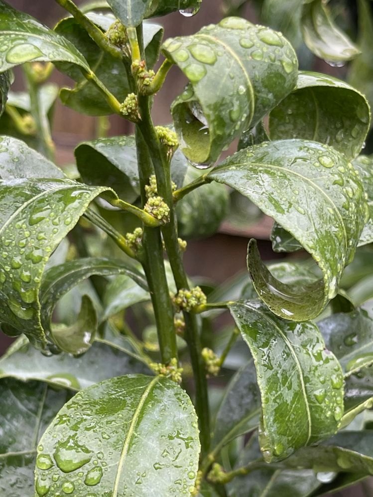 IMG_2061.jpg IMG_2061.jpg