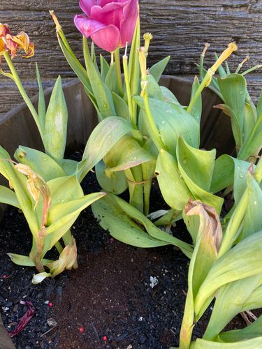 A82A5AEF-EE13-4635-9B13-136889F44FEF.jpeg A82A5AEF-EE13-4635-9B13-136889F44FEF.jpeg