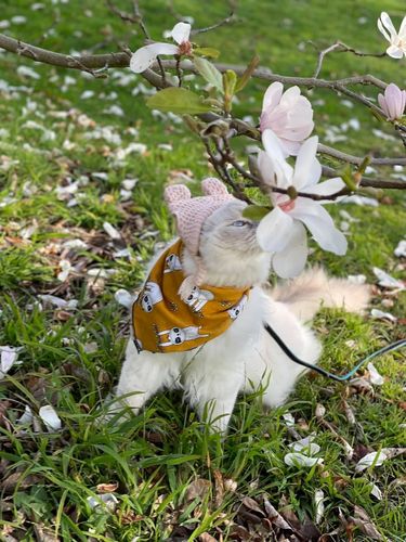 F4FC1C81-AFBA-4F59-AD4F-9F48FF3F881B.jpeg F4FC1C81-AFBA-4F59-AD4F-9F48FF3F881B.jpeg