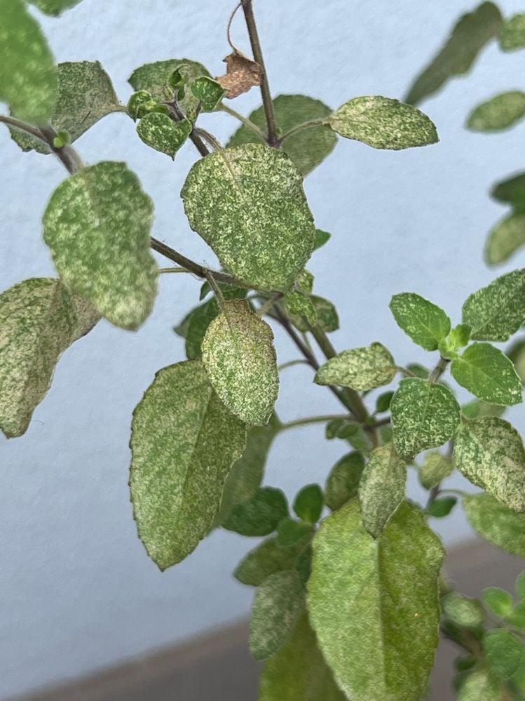 IMG_5778.jpg IMG_5778.jpg