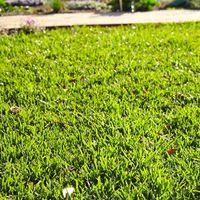 7.1 Feed your lawn regularly.jpg 7.1 Feed your lawn regularly.jpg