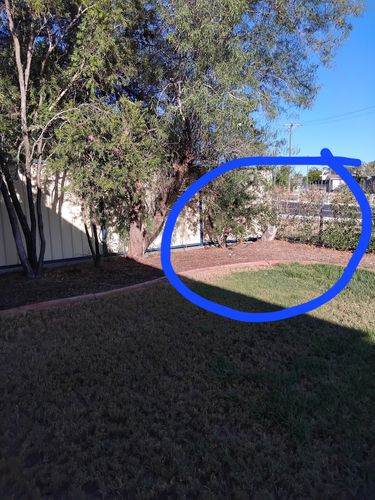 IMG_20250316_074107.jpg IMG_20250316_074107.jpg