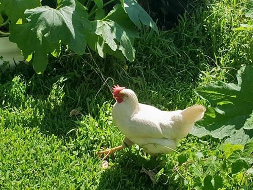 FB_IMG_1615059656740.jpg FB_IMG_1615059656740.jpg