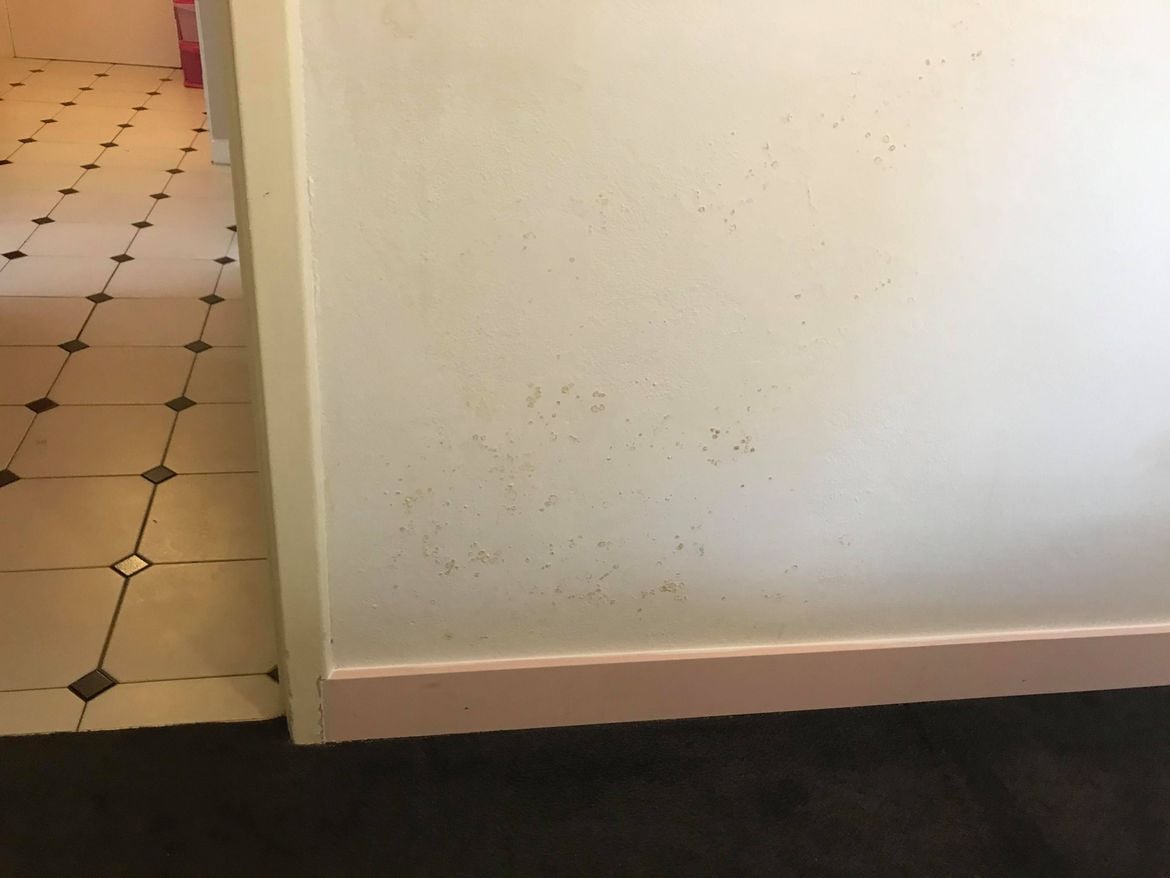 121815527_376370910390008_8814458251233646194_n.jpg 121815527_376370910390008_8814458251233646194_n.jpg