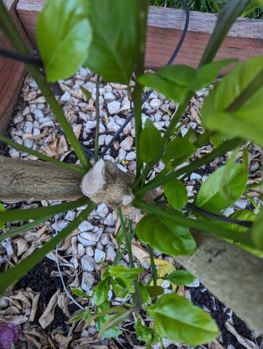 PXL_20231018_074942008.jpg PXL_20231018_074942008.jpg