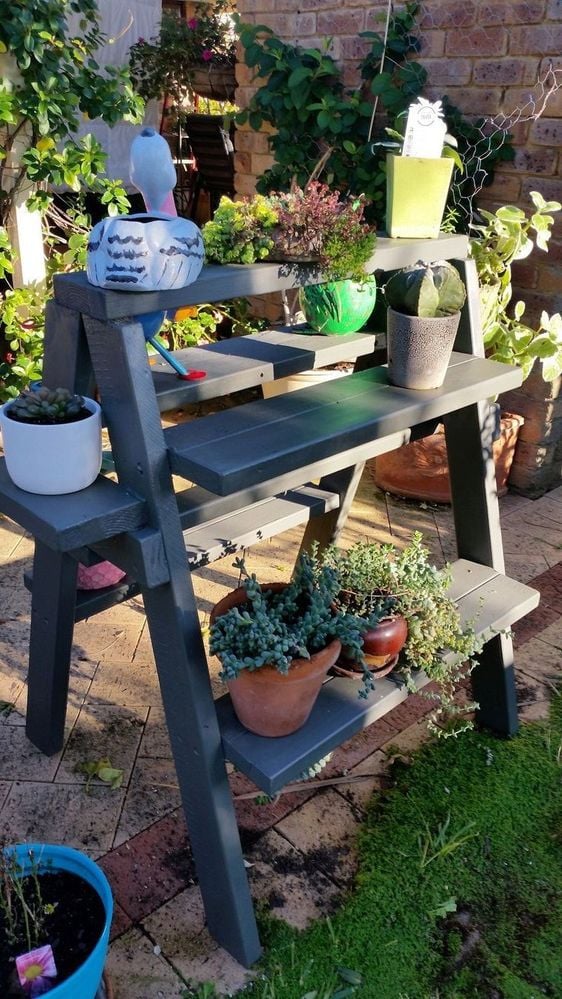 Succulents 002.jpeg Succulents 002.jpeg