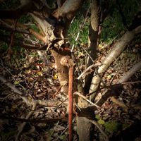 3.2 Damaged tree.jpg 3.2 Damaged tree.jpg