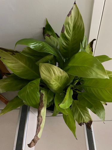 7890A71E-22B1-4B45-8D43-480070C180B9.jpeg 7890A71E-22B1-4B45-8D43-480070C180B9.jpeg