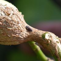 6.1 Scale.jpg 6.1 Scale.jpg