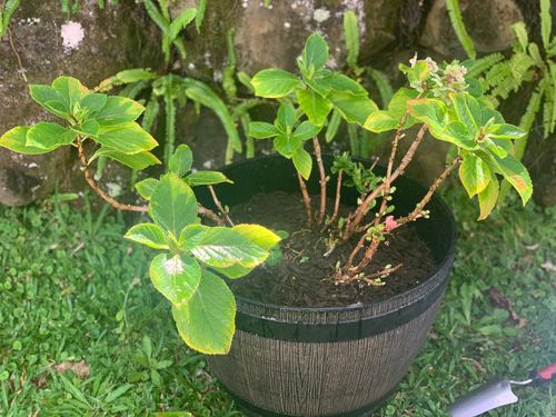 IMG_1778.jpeg IMG_1778.jpeg