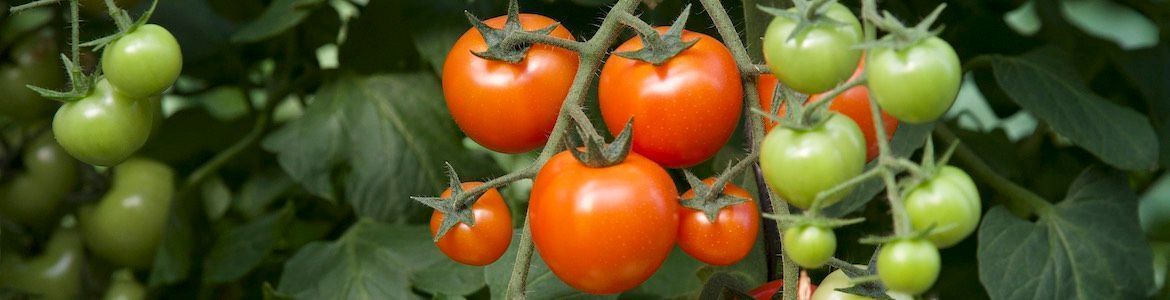 How to grow tomatoes from seed to harvest.jpeg How to grow tomatoes from seed to harvest.jpeg