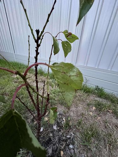 462549362_435819109152209_2121256912781865825_n.jpg 462549362_435819109152209_2121256912781865825_n.jpg