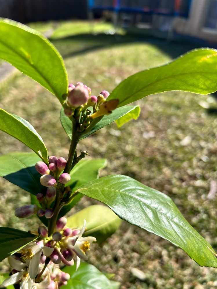 lemon-1.jpg lemon-1.jpg