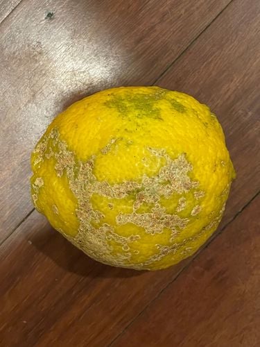 IMG_5086.jpeg IMG_5086.jpeg