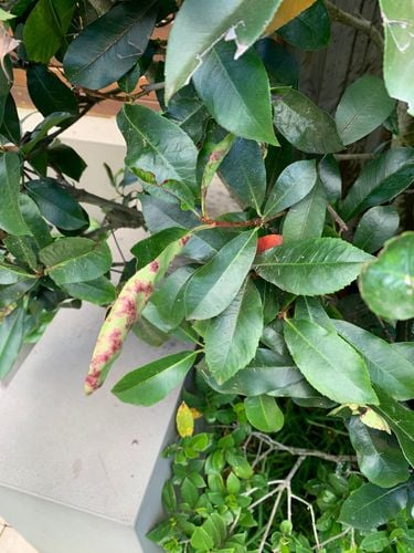 IMG_2252.jpeg IMG_2252.jpeg