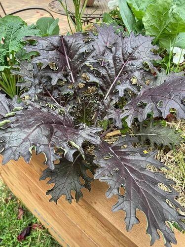 335AE09E-DA86-4DD9-B5AC-53B4AB7AEC0B.jpeg 335AE09E-DA86-4DD9-B5AC-53B4AB7AEC0B.jpeg