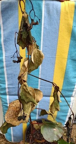 IMG_20220508_130827.jpg IMG_20220508_130827.jpg