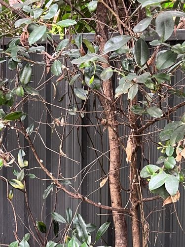 9BA06DB6-3836-458F-98C9-A4D5E9931AB3.jpeg 9BA06DB6-3836-458F-98C9-A4D5E9931AB3.jpeg