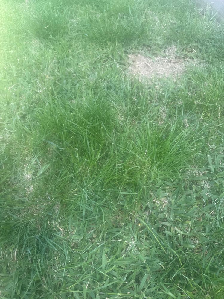 IMG_0584.jpeg IMG_0584.jpeg