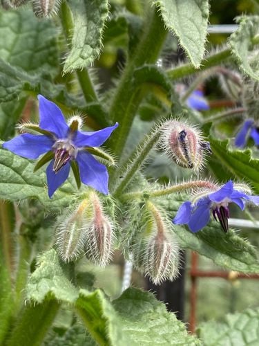 5C291BAE-3AA5-43EE-A38D-525A18424C4C.jpeg 5C291BAE-3AA5-43EE-A38D-525A18424C4C.jpeg