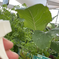 2.2 Applying to bottom of leaves.png 2.2 Applying to bottom of leaves.png