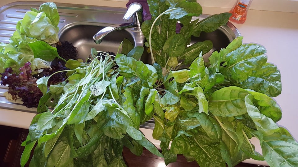 spinach.jpg spinach.jpg