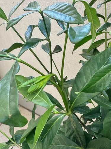 IMG_0908.jpeg IMG_0908.jpeg