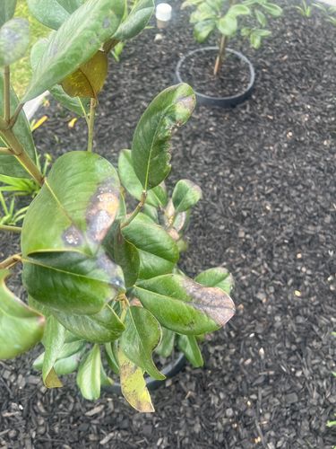 IMG_9276.jpeg IMG_9276.jpeg