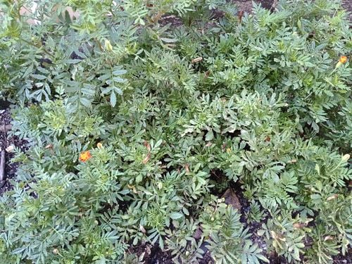 1000072169.jpg 1000072169.jpg