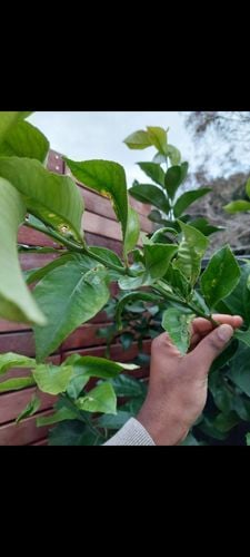 Screenshot_20210529-174607_Gallery.jpg Screenshot_20210529-174607_Gallery.jpg