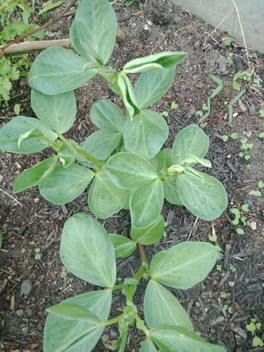 IMG20200529155608.jpg IMG20200529155608.jpg