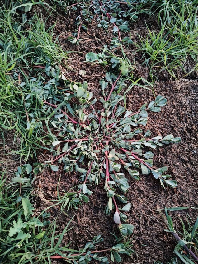 Pigweed.jpg Pigweed.jpg