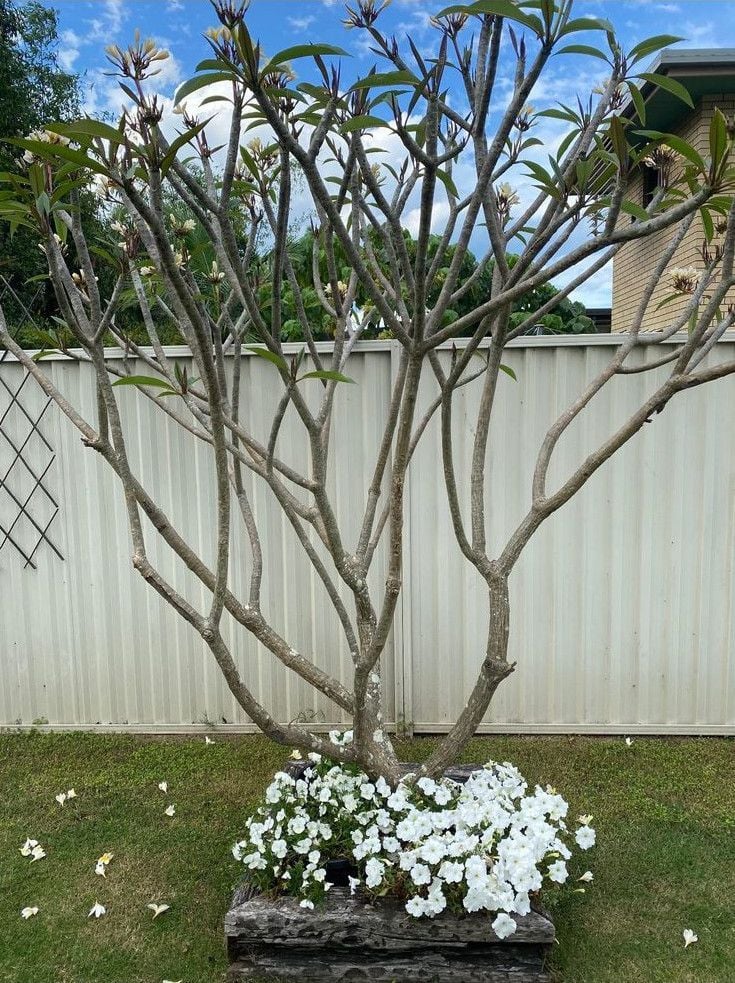 frangibloomcrop.jpeg frangibloomcrop.jpeg