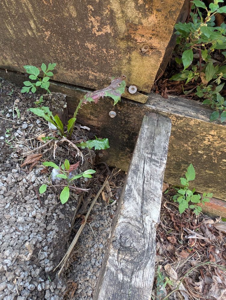 PXL_20250313_010008277.jpg PXL_20250313_010008277.jpg