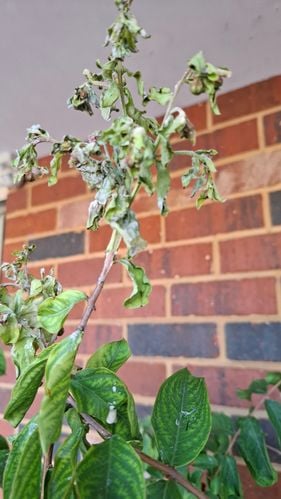 20251209_162406.jpg 20251209_162406.jpg