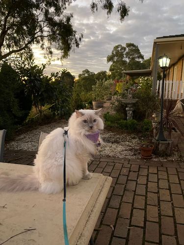 74C4B2D5-AD7E-4C87-8CB1-0A34BA9EE382.jpeg 74C4B2D5-AD7E-4C87-8CB1-0A34BA9EE382.jpeg