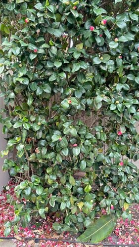 IMG_0917.jpeg IMG_0917.jpeg