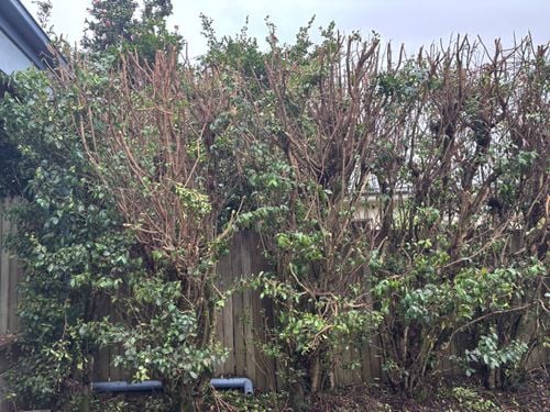 IMG_1825.jpeg IMG_1825.jpeg